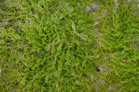 Close-up of green algae on a Brittany beachの写真素材