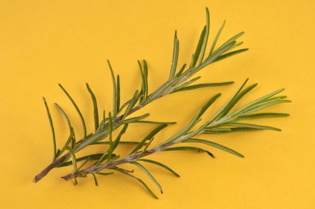 Rosemary sprigs close-up on yellow background
