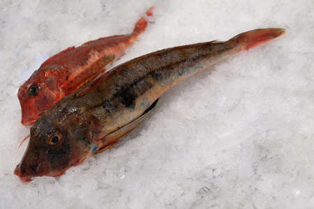 Gurnards on the ice of a stall of a fishmonger in close-upの写真素材