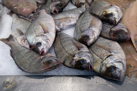 Gray sea bream on the ice of a stall of a fishmonger in close-up