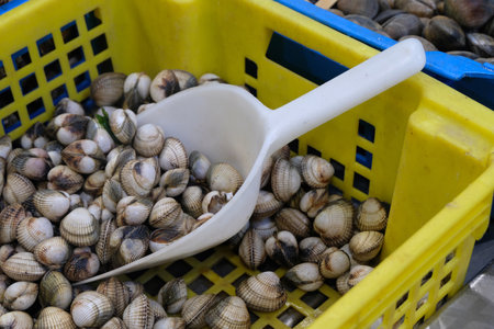 Fresh cockles in a plastic tray with a plastic shovelの写真素材