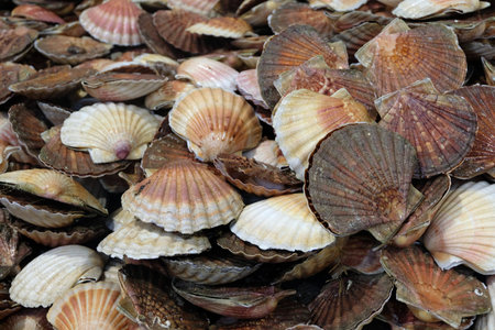 Close-up fresh scallops on background