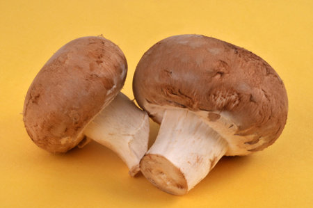Raw brown button mushrooms isolated on yellow background
