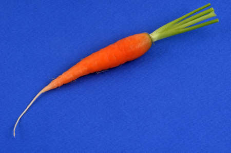 Organic raw carrot close up on blue backgroundの写真素材