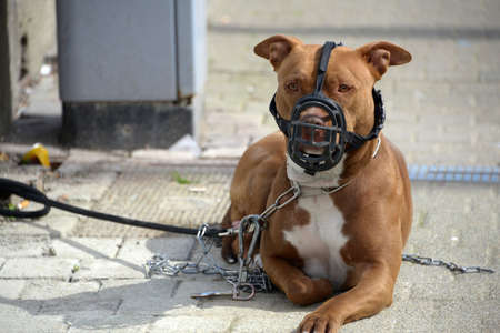 Pitbull lying in a street with a muzzleの写真素材