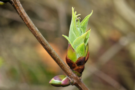 Bud on a lilac branch in spring close-up