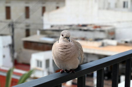 Pigeon resting on a balcony railing close-upの写真素材