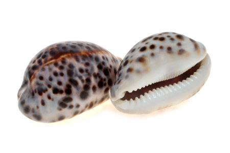 seashell cypraea tigris close up on white backgroundの写真素材