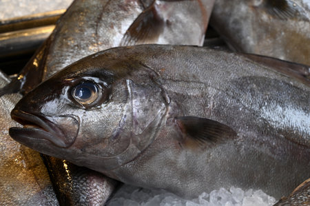 Sea bass head on a fishmonger's stall close-upの写真素材