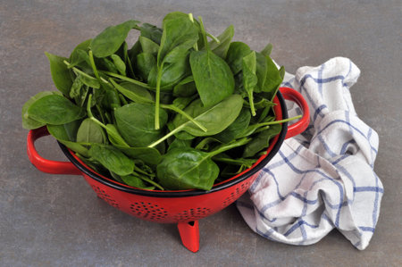 Raw spinach leaves in a red colander with a kitchen towel close-up on a gray backgroundの写真素材