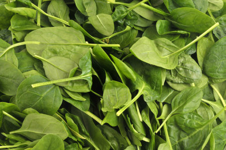 Raw spinach leaves close-up on backgroundの写真素材