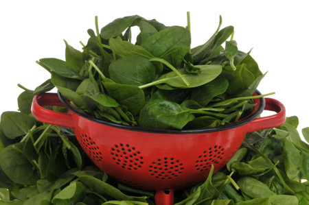 Raw spinach leaves in a red colander close-upの写真素材