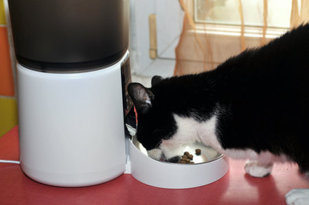 Cat eating with a kibble dispenserの写真素材