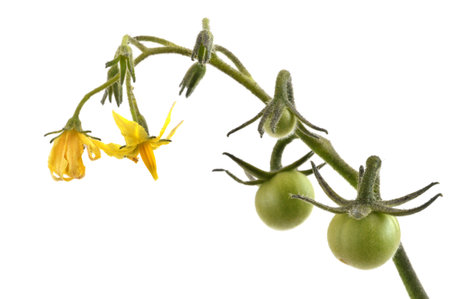 Branch of cherry tomatoes with unripe fruits and flowers close-up on bench backgroundの写真素材