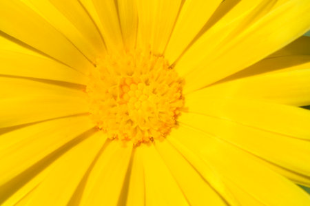 Macro photography of marigold on backgroundの写真素材