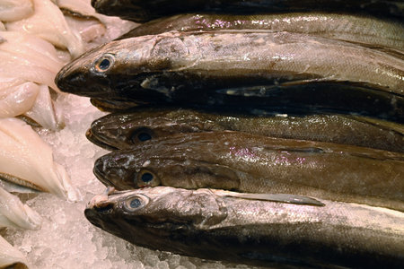 Hake on ice on a fishmonger's stall closeup