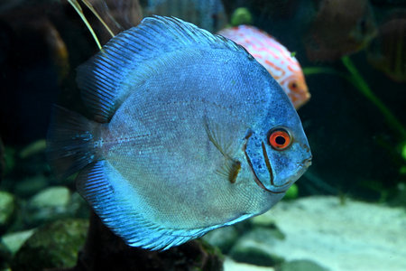 Discus Blue Diamonds at the Poema del Mar Aquarium in Las Palmas de Gran Canariaの写真素材