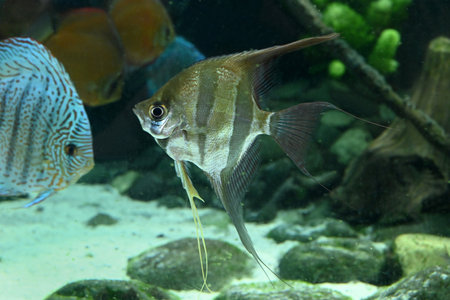 High Angelfish of the Poema del Mar Aquarium in Las Palmas de Gran Canariaの写真素材