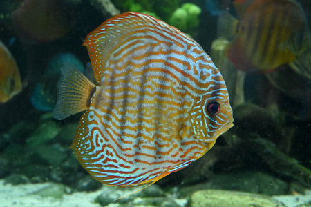 Discus at the Poema del Mar aquarium in Las Palmas de Gran Canariaの写真素材