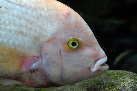 Head of vieja melanurus from the Poema del Mar aquarium in Las Palmas de Gran Canariaの写真素材