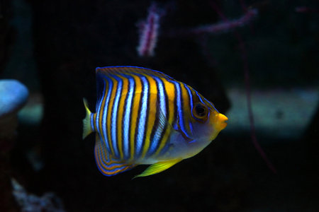 Duke angelfish at the Poema del Mar aquarium in Las Palmas de Gran Canariaの写真素材