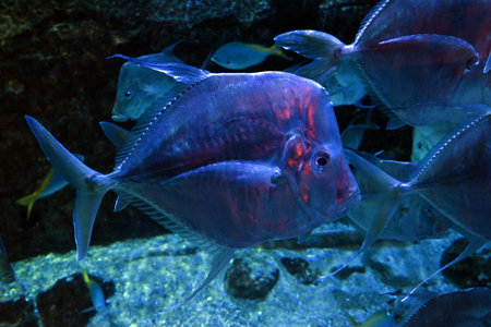 Selene vomer of the Poema del Mar aquarium in Las Palmas de Gran Canariaの写真素材
