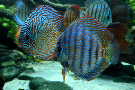 Discus at the aquarium in Las Palmas de Gran Canariaの写真素材