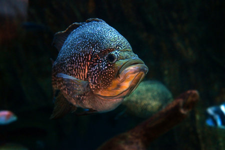 Cichlasoma carpinte of the Poema del Mar aquarium in Las Palmas de Gran Canariaの写真素材