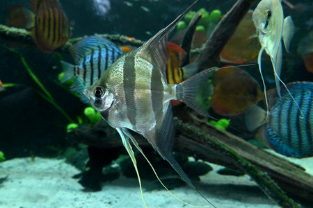 High Angelfish of the Poema del Mar Aquarium in Las Palmas de Gran Canariaの写真素材