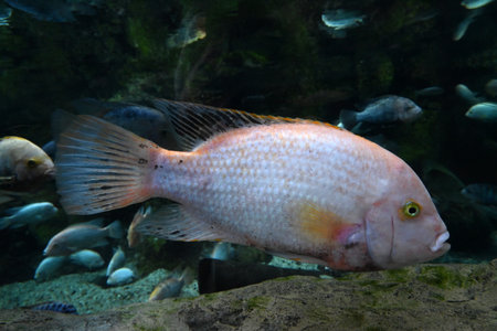 Vieja melanurus from the Poema del Mar aquarium in Las Palmas de Gran Canariaの写真素材