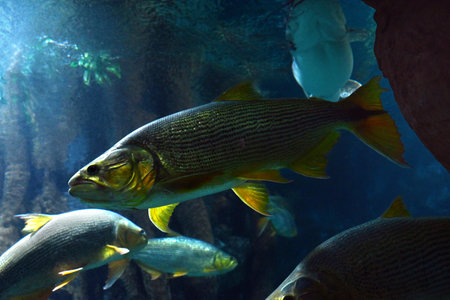Salminus brasiliensis from the Poema del Mar aquarium in Las Palmas de Gran Canariaの写真素材