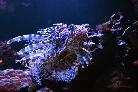 Lionfish at the Poema del Mar Aquarium in Las Palmas de Gran Canariaの写真素材