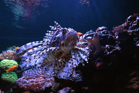 Lionfish at the Poema del Mar Aquarium in Las Palmas de Gran Canariaの写真素材