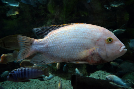 Vieja melanurus from the Poema del Mar aquarium in Las Palmas de Gran Canariaの写真素材