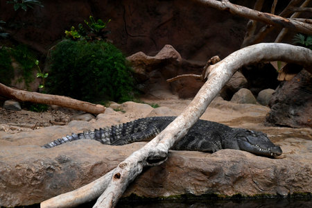 Crocodile at the Poema del Mar Aquarium in Las Palmas de Gran Canariaの写真素材