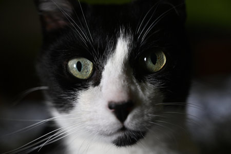 Black and white cat close-up portraitの写真素材