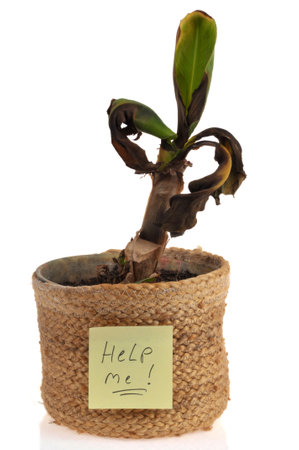 Sick plant in pot with a sticker saying help me close-up isolated on white backgroundの写真素材