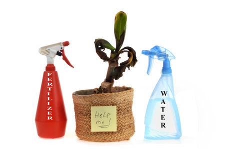 Sick plant in pot with a sticker saying help me and water and fertilizer spray bottles on white backgroundの写真素材
