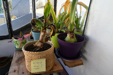 Sick plant in a pot with a sticker saying in French help me in a greenhouseの写真素材