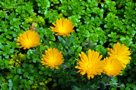 Calendula arvensis blooming in spring in a gardenの写真素材