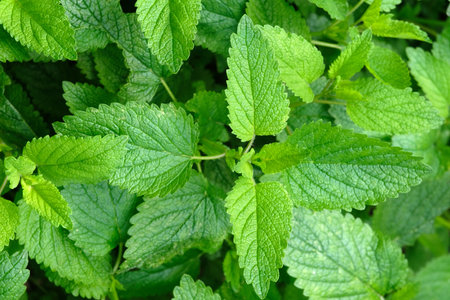 Lemon balm leaves in spring closeup on backgroundの写真素材