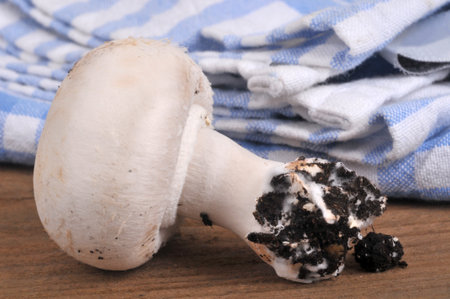 Close-up of a button mushroom with a little soil at its baseの写真素材