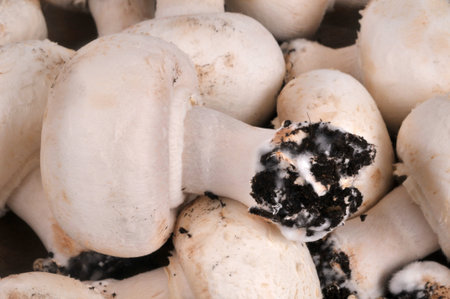 Close-up of button mushrooms with soil around their baseの写真素材