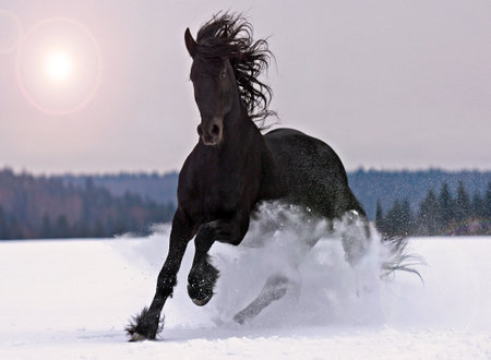 Black stallion running gallop in winter snow with sun in backgroundの写真素材