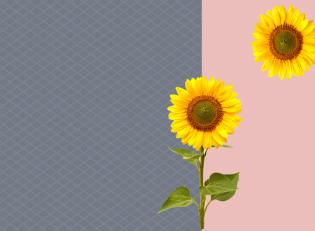 Sunflowers on blue background with copy space. Vector illustration.の写真素材