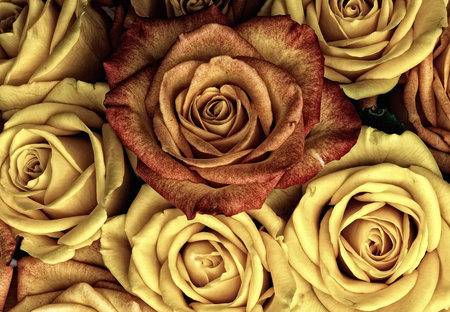 Yellow and red roses background. Top view. Flat lay. Copy space.の写真素材