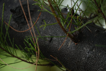Close-up of a rugged, dark tree branch densely covered with vibrant green foliage, creating a rich,...