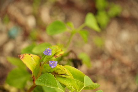 Vibrant purple wildflowers nestled among lush green foliage, captured in a soft focus, showcasing...