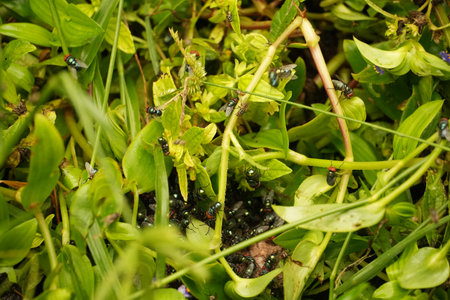 A detailed close-up capturing numerous flies and insects gathered on vibrant green plant foliage,...