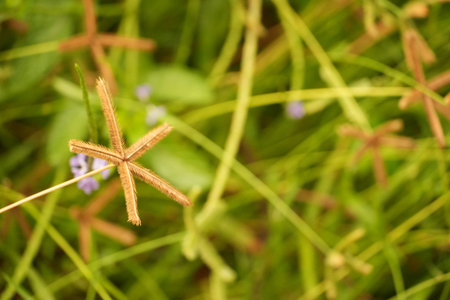 Macro shot of a unique dried star-shaped seed pod nestled amidst vibrant green blades of grass,...